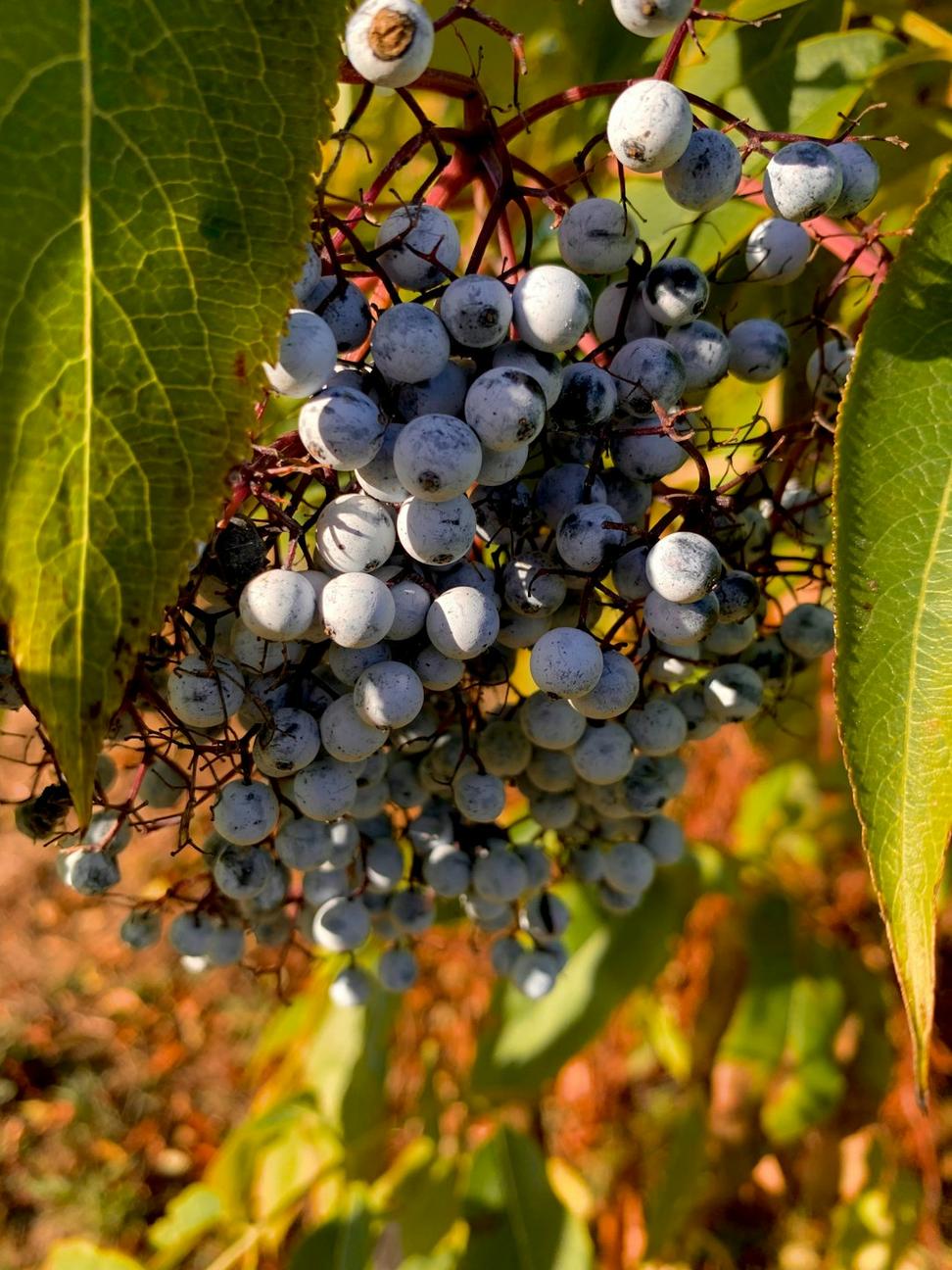 Vineyard